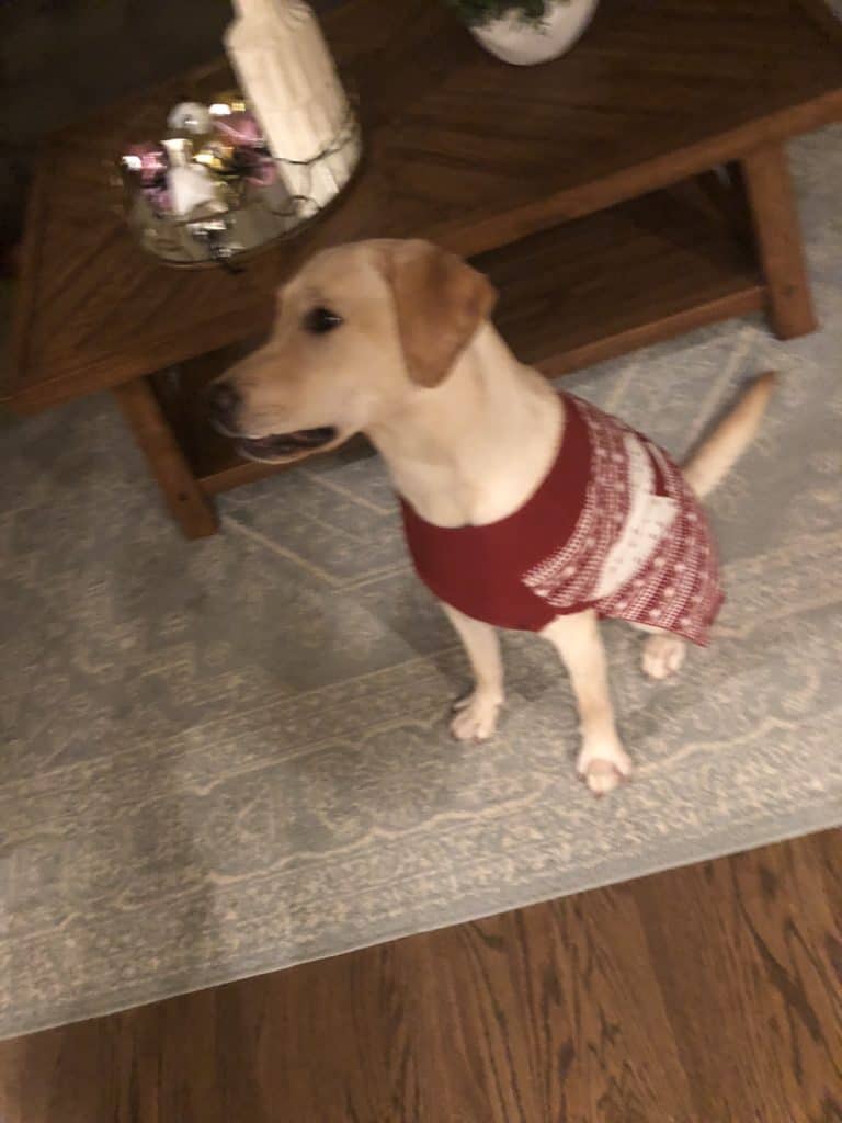 Puppy wearing a red Christmas sweater